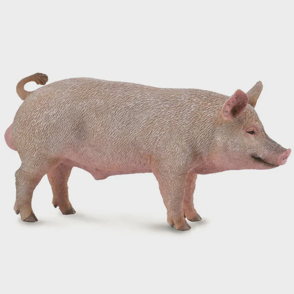 CollectA - Boar