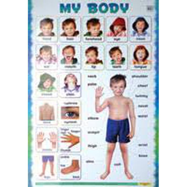 Mind To Mind Educational My Body Poster