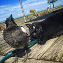 The Story of Swoop By Matt Owens