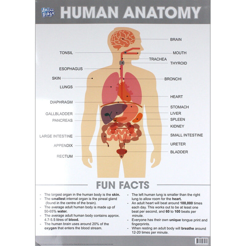 Anker Play Educational Chart - Human Anatomy